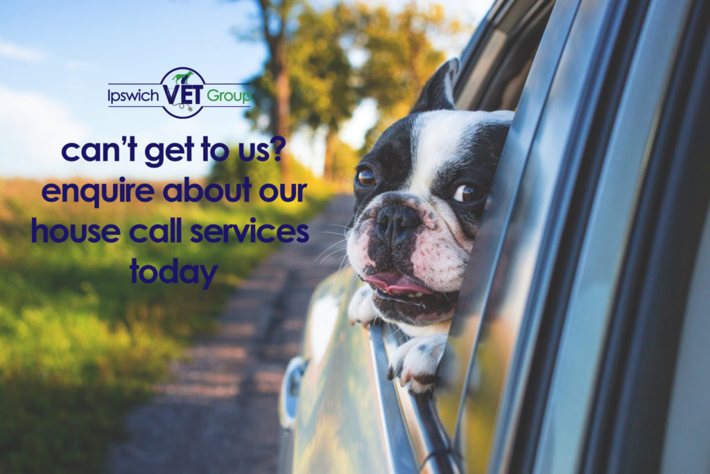 house call Pine Mountain Vet Clinic, Ipswich Vet Group